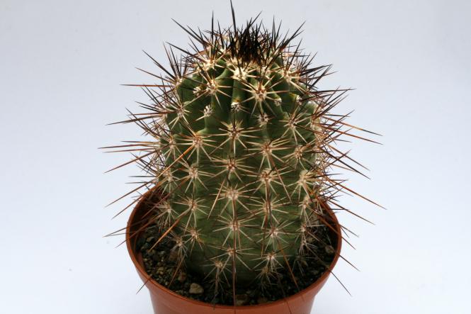 Echinocereus ferreirianus 