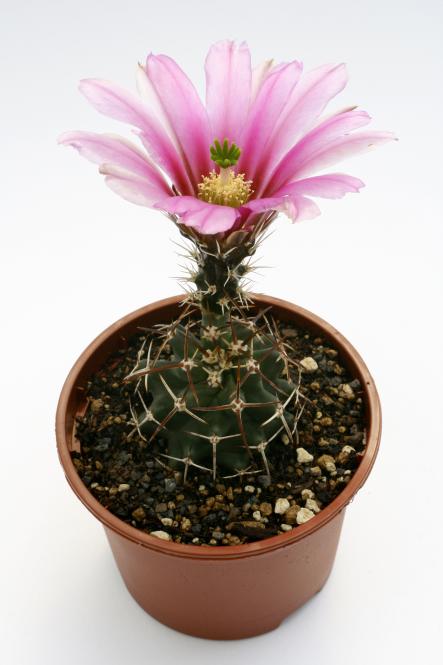 Echinocereus hempelii *3^ SB187 Buenaventura, Chi, MEX 