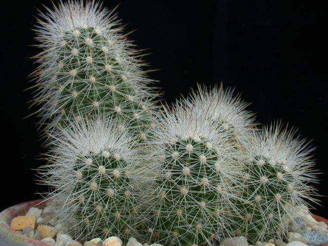 Echinocereus longisetus 