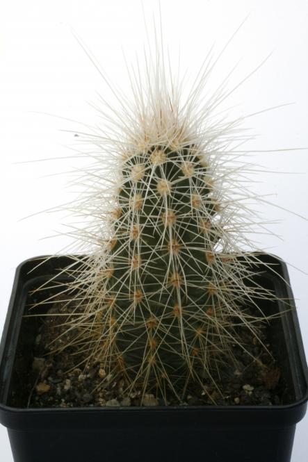 Echinocereus longisetus *4^ SB1707 Encantada, Coah, MEX 