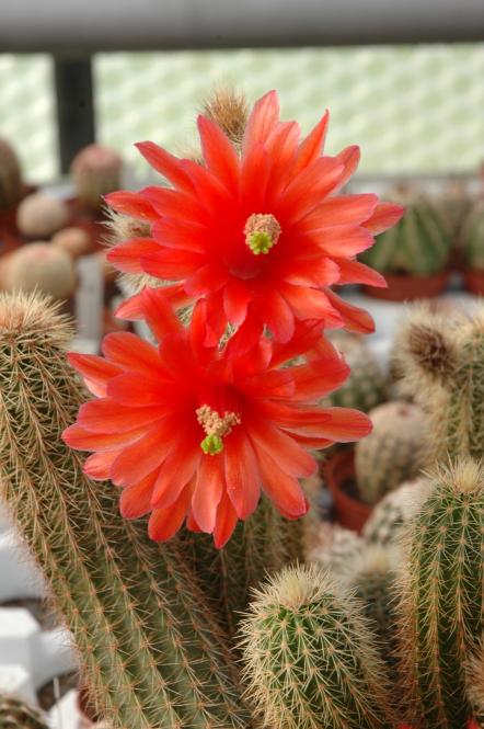 Echinocereus ortegae ssp. koehresii Durango, Col, USA 