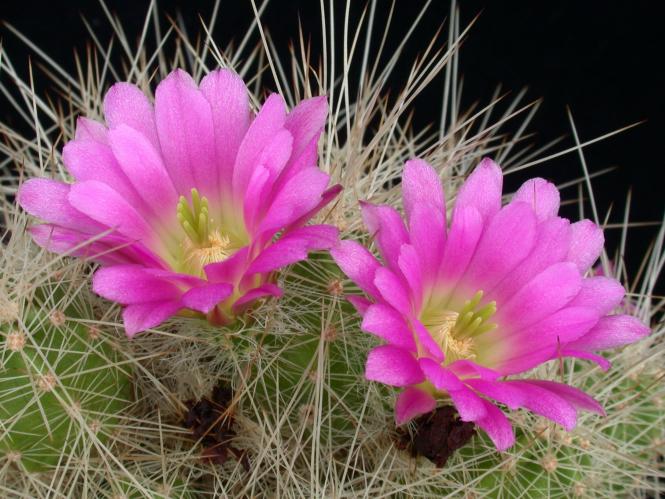 Kakteen Haage Echinocereus parkeri n. of Aramberri, NL, MEX
