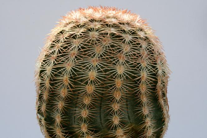 Echinocereus pectinatus ssp. wenigeri La Babia, Coah, MEX 