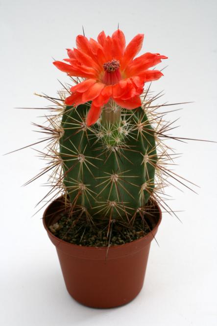 Echinocereus polyacanthus matthesianus *2^ n. of Mexico City, MEX to California, Utah, Wyoming, South Dacota, USA 