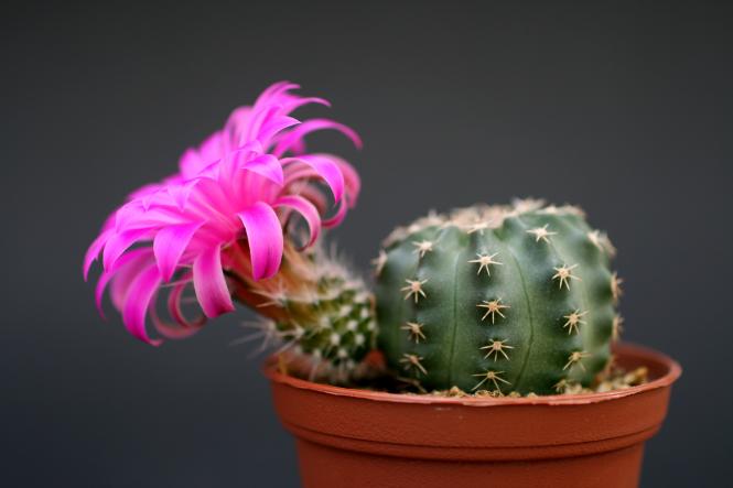 Echinocereus pulchellus Chignahuapan, Pue, MEX 