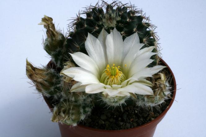 Echinocereus pulchellus ssp. sharpii 