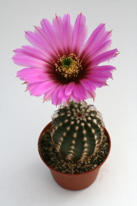 Echinocereus reichenbachii DU47 