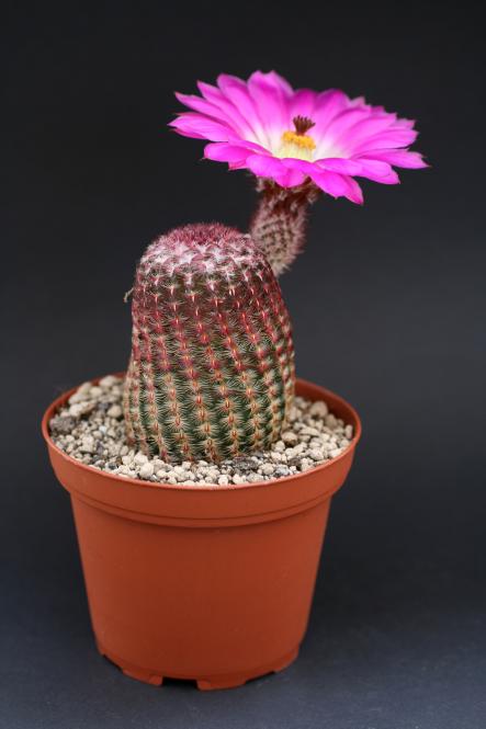 Echinocereus rigidissimus ssp. rubispinus LAU088 Sierra Obscura, Chi, MEX, 1800m 