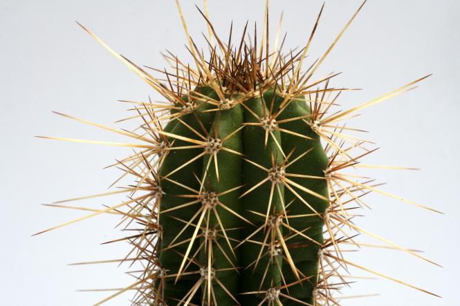 Echinocereus rischeri DU97 Sinforosa, Chi, MEX 