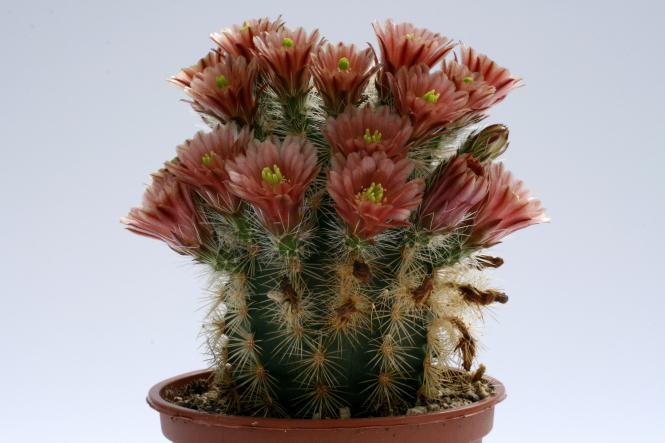 Echinocereus russanthus % 