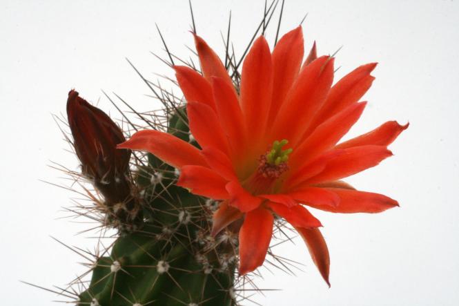 Echinocereus salm-dyckianus % Yepachic, Chih, MEX 