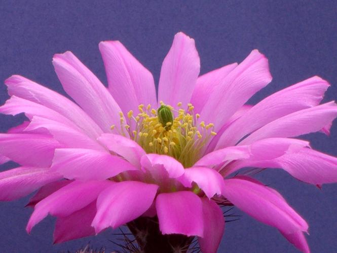 Echinocereus scopulorum ssp. pseudopectinatus MAO71 