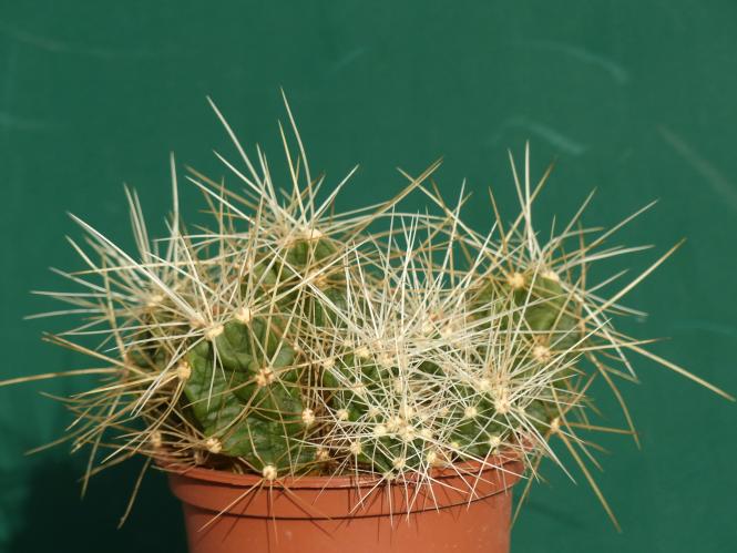 Echinocereus spinigemmatus 