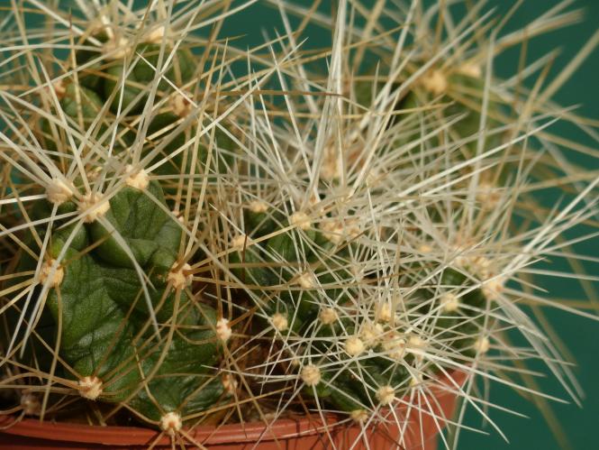 Echinocereus spinigemmatus 