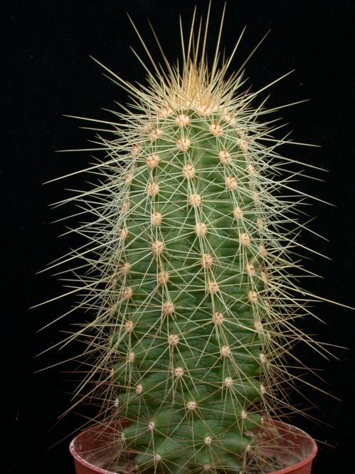 Kakteen Haage Echinocereus spinigemmatus online kaufen