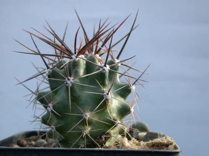 Echinocereus triglochidiatus ssp. gonacanthus *2^ % 