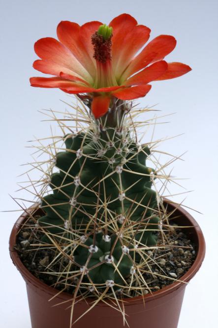 Echinocereus triglochidiatus ssp. gonacanthus *2^ % 