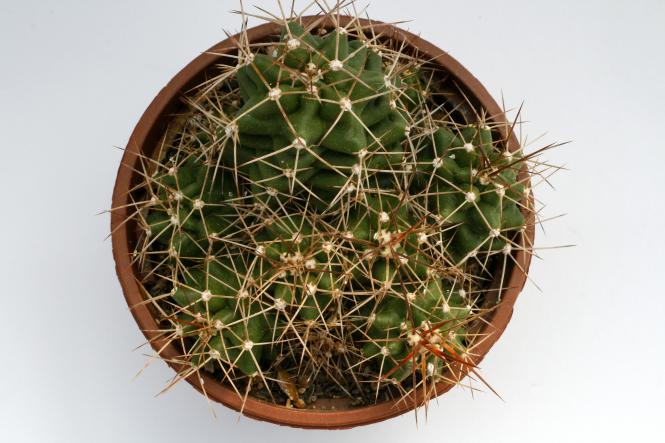 Echinocereus triglochidiatus ssp. mojavensis *2^ % Flagstaff, AZ, USA 