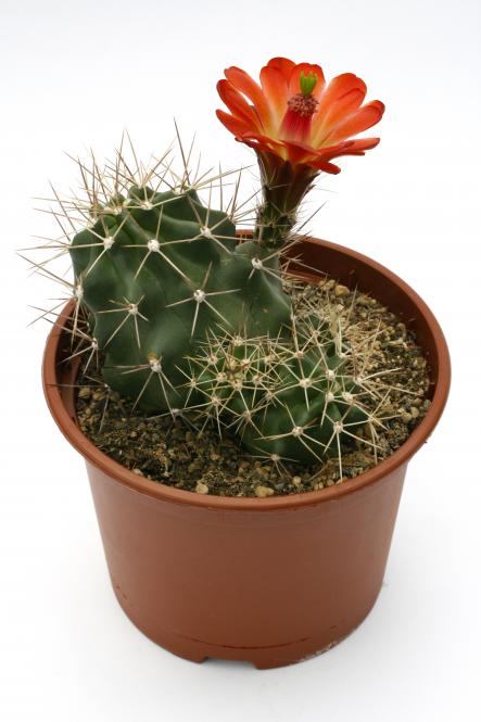 Echinocereus triglochidiatus ssp. mojavensis *2^ % Canyon de Chelly, AZ, USA 