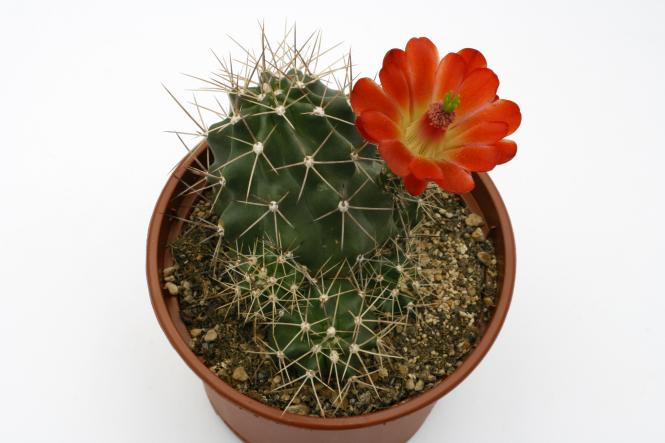 Echinocereus triglochidiatus ssp. mojavensis *2^% Big Bear, Lake CA, USA, 1600m, Grants, NM, USA 