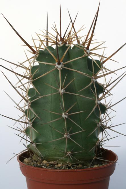 Echinocereus triglochidiatus zuniensis *2^ % TO402 Zuniland, NM, USA 