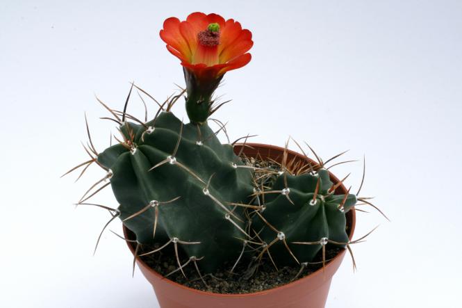 Echinocereus triglochidiatus *1^ % SB300 Corona, Torrance Co., NM, USA 