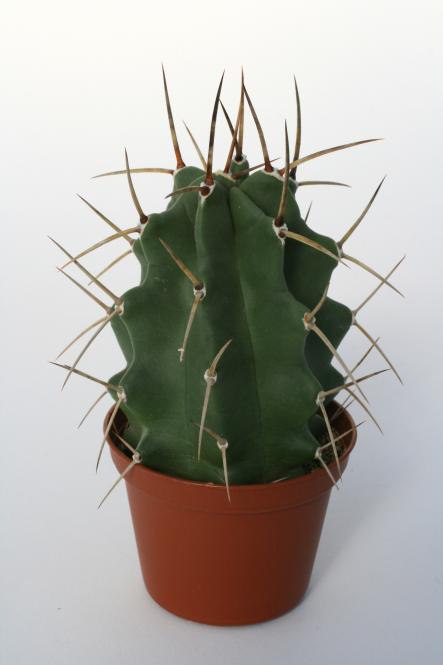 Echinocereus triglochidiatus ssp. subnudus *1^ % HK1040 Manzano, Torrance Co., NM, USA 