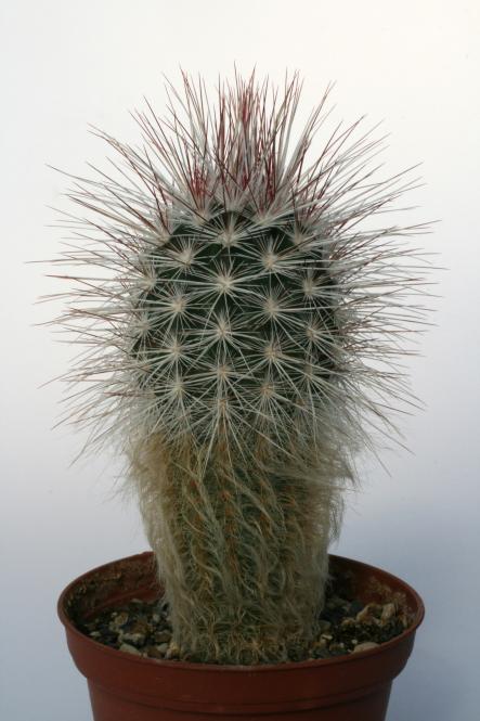 Echinocereus viridiflorus ssp. canus % 