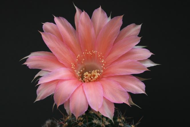 Echinopsis-Hybriden Abancay Wes349 
