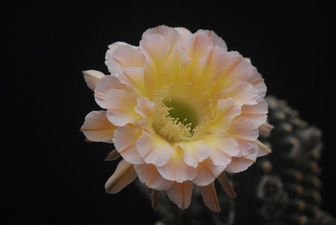 Echinopsis-Hybriden Edwardian Lady 