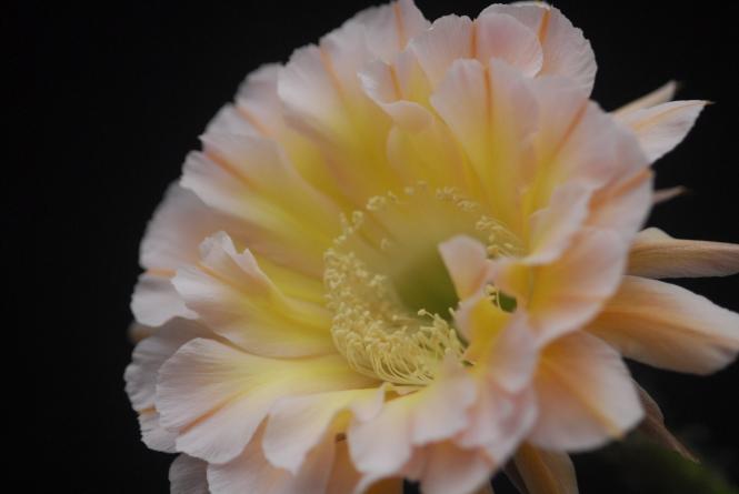 Echinopsis-Hybriden Edwardian Lady 