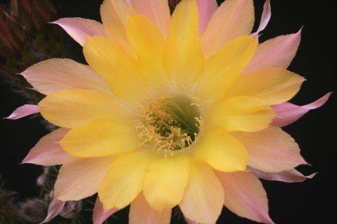 Echinopsis-Hybriden Embraceable You HBG82620, Schick1013-29 