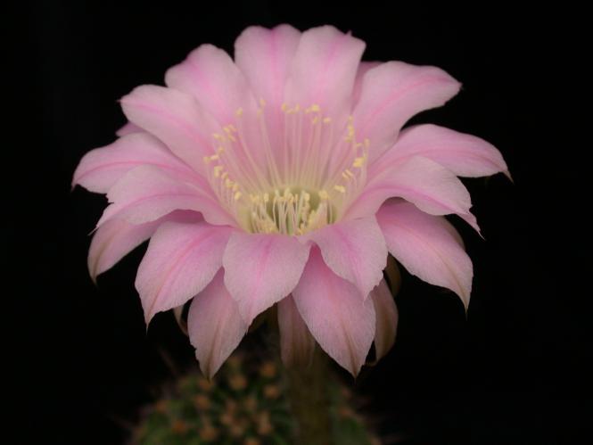 Echinopsis-Hybriden Gruß aus Altenbergen 