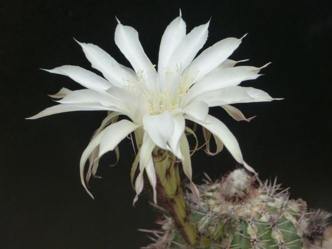 Echinopsis-Hybriden Haku-Jo-Maru 