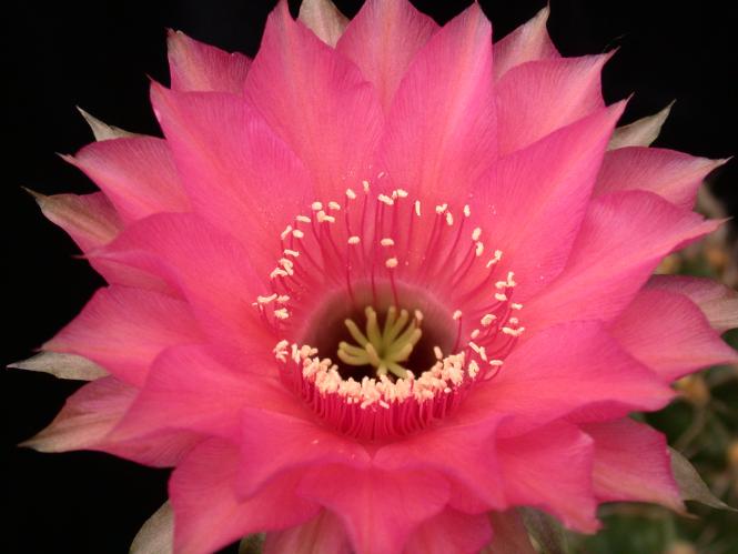 Echinopsis-Hybriden Love Story Rheingold230 