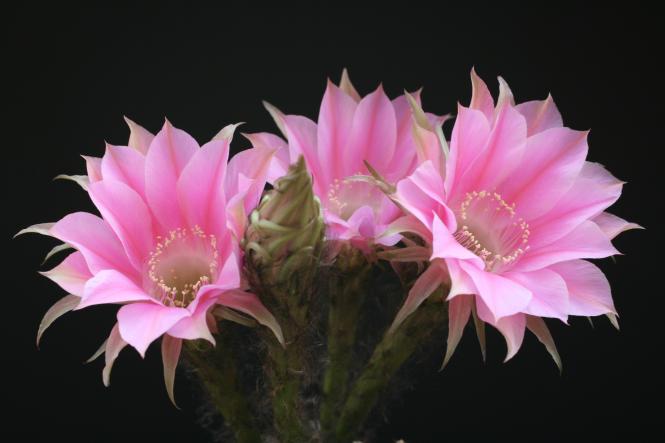 Echinopsis-Hybriden Melodie Rheingold217 