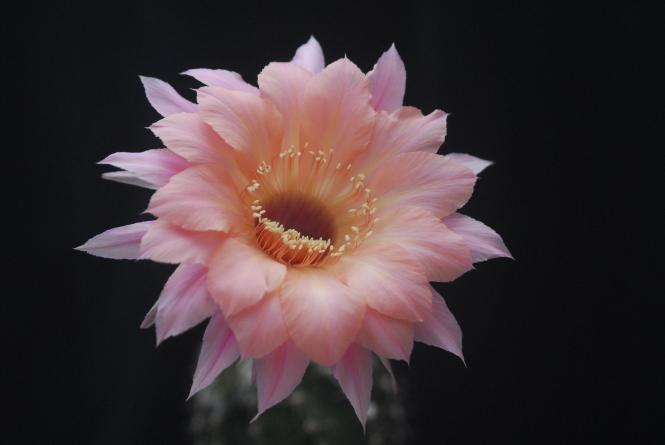 Echinopsis-Hybriden Spring Blush 