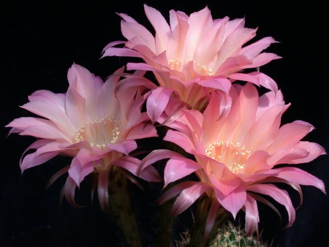 Echinopsis-Hybriden Sunset Wes390 