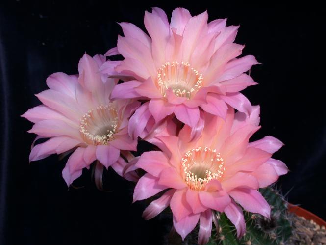 Echinopsis-Hybriden Sunset Wes390 