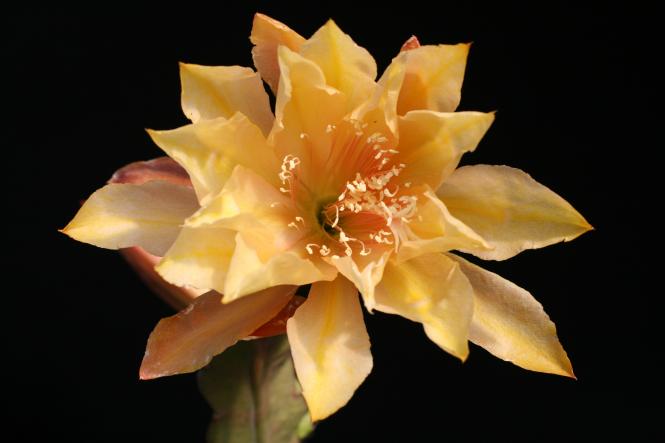 Epicactus-Hybriden Acapulco Sunset 