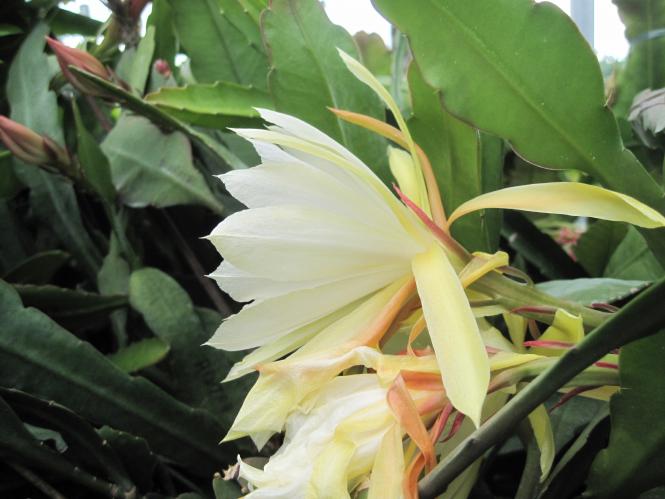 Epicactus-Hybriden Aixitron 