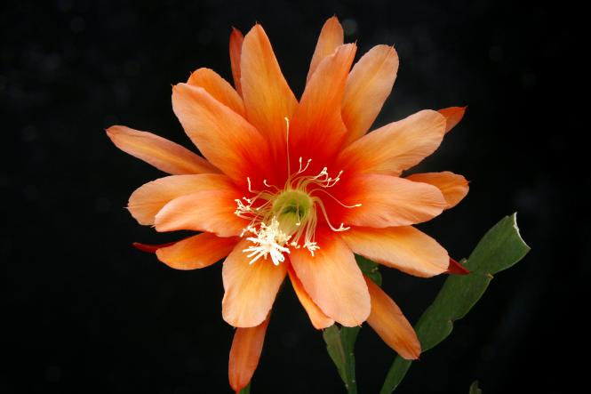 Epicactus-Hybriden Albolaza 