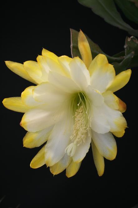 Epicactus-Hybriden Andromeda 