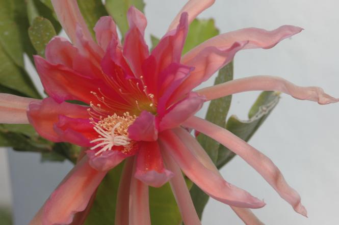 Epicactus-Hybriden Antwerpia DE LAET 