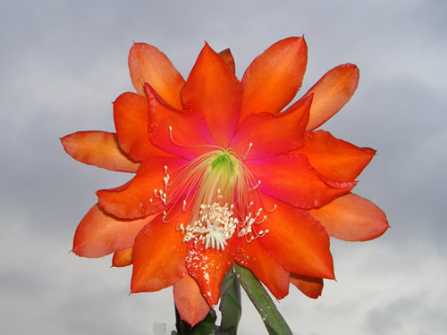 Epicactus-Hybriden Apache Magic 