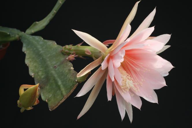 Epicactus-Hybriden Argus 