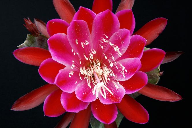 Epicactus-Hybriden Augustes 