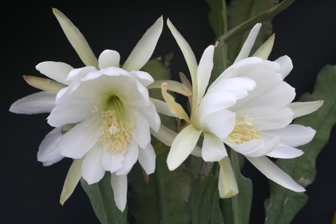 Epicactus-Hybriden Barbara Ruth de Carli 