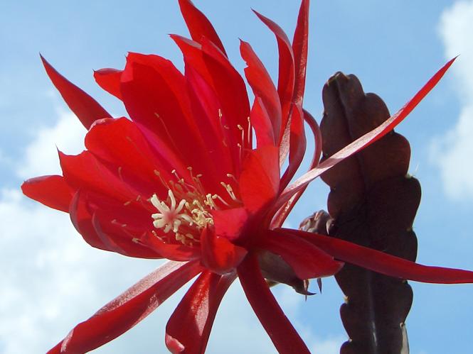 Epicactus-Hybriden Ben Hawks 