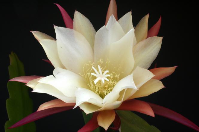 Epicactus-Hybriden Bernhard Paetz 